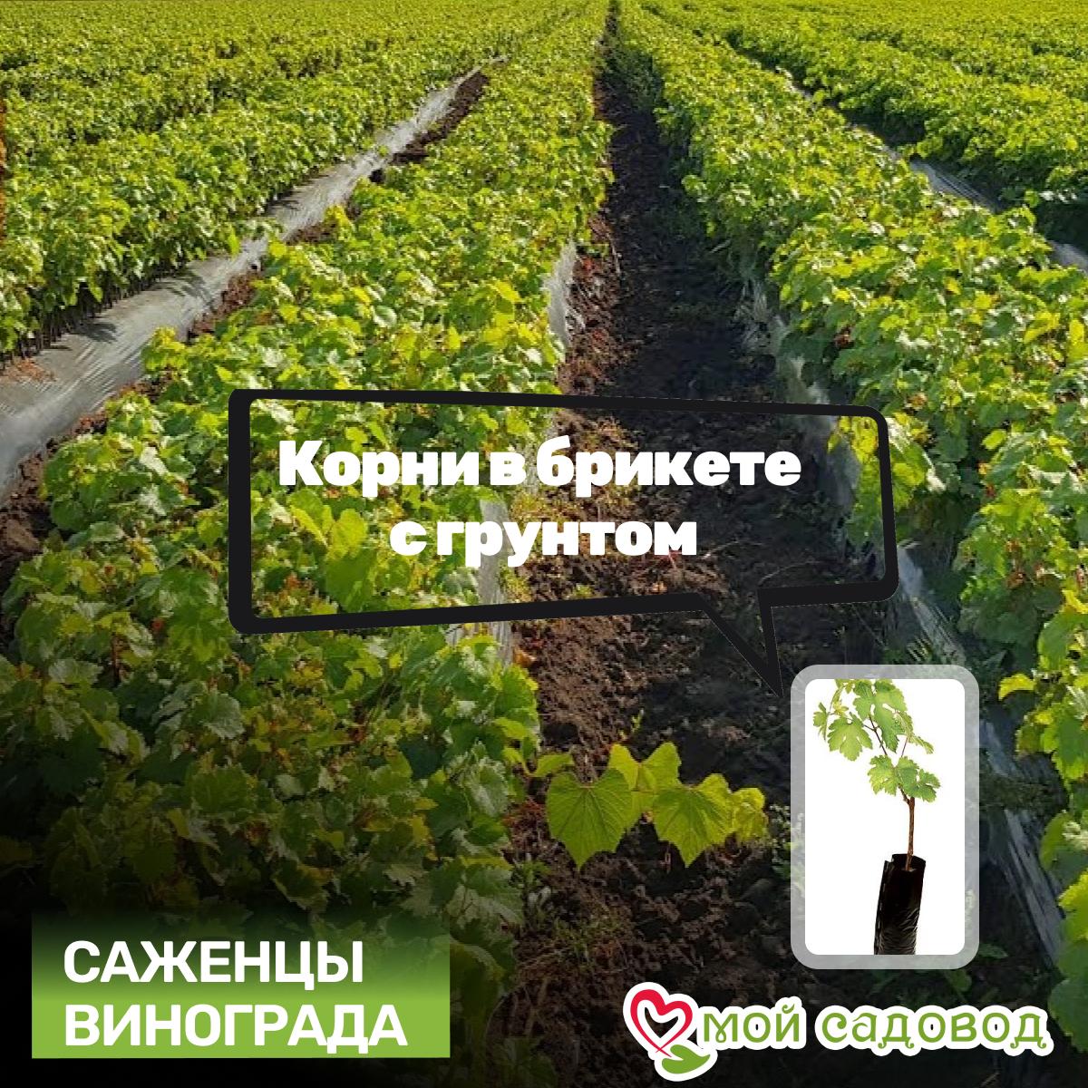Виноград Фаэтон