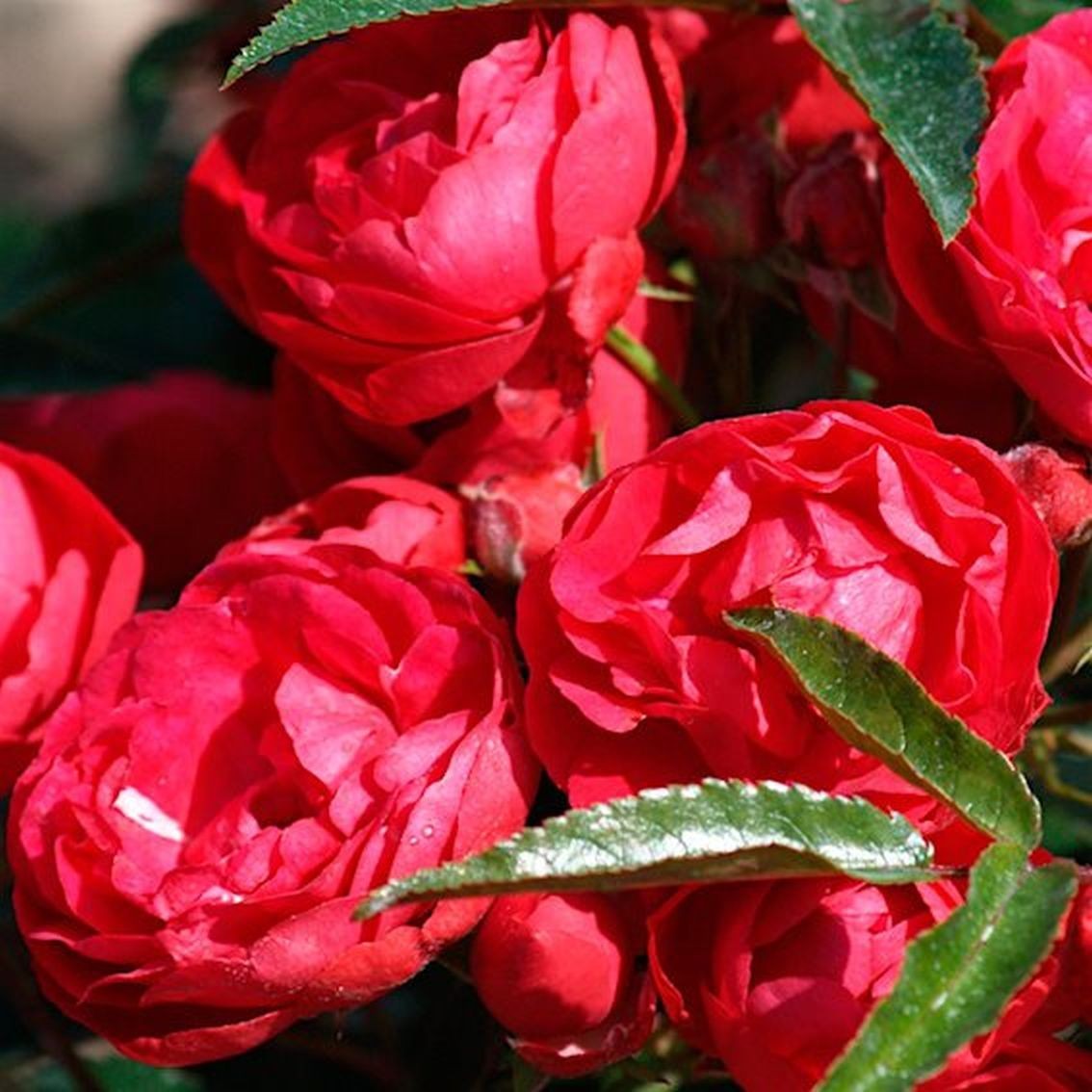 Роза полиантовая Морздаг Ред (Morsdag Red)