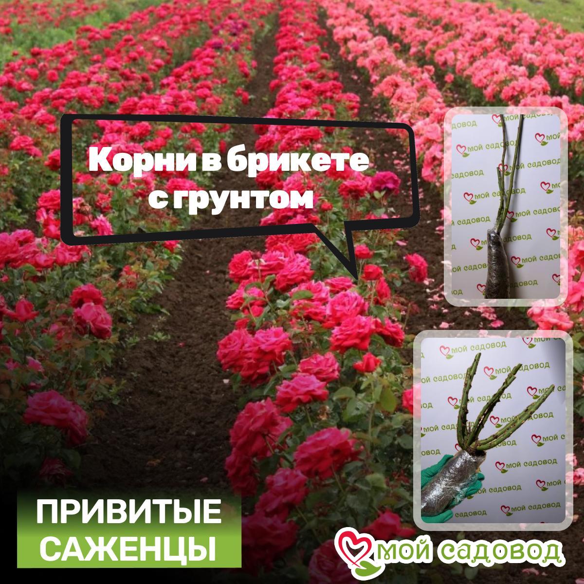 Роза Блю Мун