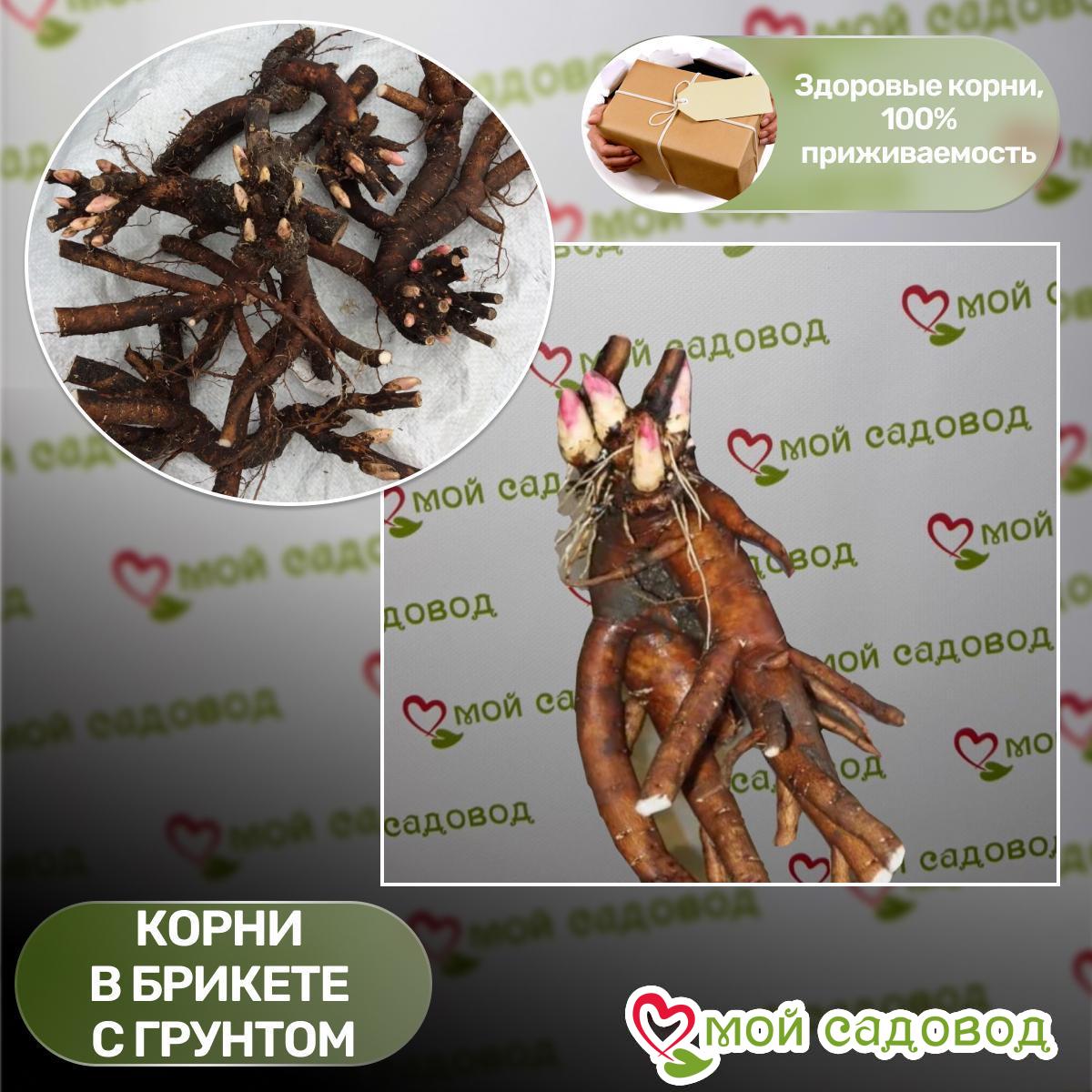 Пион Небесный Поцелуй